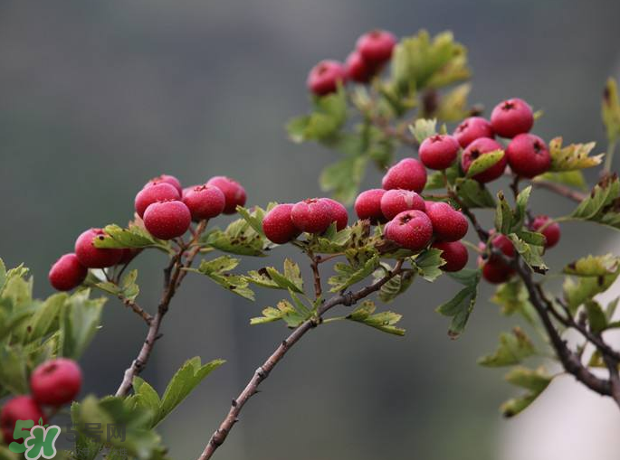 山楂怎么吃才減肥？山楂怎么吃能減肥瘦身？