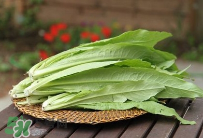 萵苣葉要焯水嗎？萵苣葉怎么做才不苦？