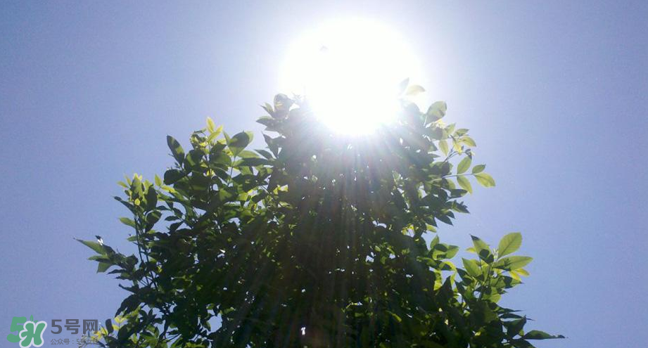 為什么三伏天最熱？如何過好三伏天？