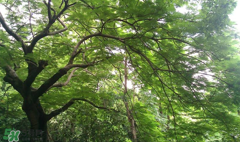 三伏天吃什么？三伏天養(yǎng)生