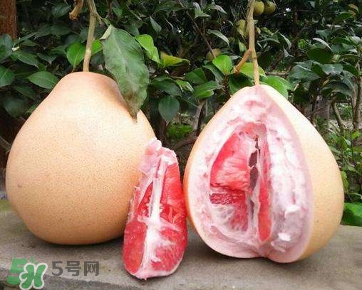 三紅蜜柚有什么功效？三紅蜜柚和金橙蜜柚哪個更好