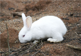 兔肉和羊肉能一起吃嗎？兔肉和羊肉相克嗎？