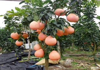 三紅蜜柚幾年結(jié)果？種三紅蜜柚好還是紅肉蜜柚好？