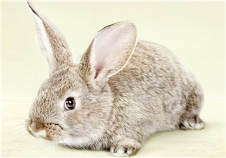 兔肉和雞肉能一起吃嗎？兔肉和土豆能一起吃嗎？