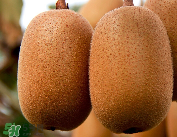 黃心獼猴桃多少錢一斤 黃心獼猴桃甜嗎 黃心獼猴桃多少錢一斤 黃心獼猴桃甜嗎