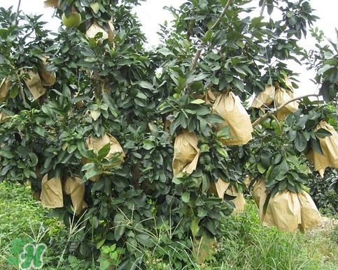 三紅蜜柚怎么儲(chǔ)藏保鮮？三紅蜜柚苗哪里可以買到