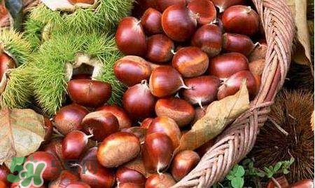 板栗酒能治療腎陽(yáng)虛嗎？板栗泡酒真的能壯陽(yáng)嗎？