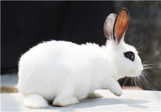 兔肉和芹菜能同吃嗎？兔肉和蝦能一起吃嗎？