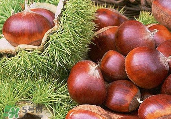 板栗酒能治療腎陽(yáng)虛嗎？板栗泡酒真的能壯陽(yáng)嗎？