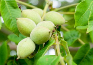 山核桃多少錢一斤2017？野生核桃多少錢一斤？