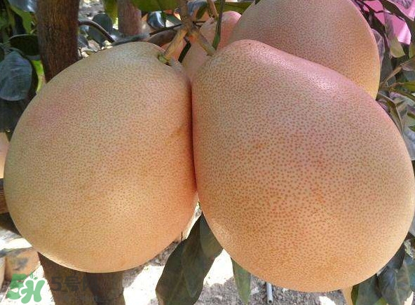 三紅蜜柚湖南可以種嗎？什么地方合適種三紅蜜柚