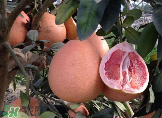 三紅蜜柚是轉(zhuǎn)基因的嗎？三紅蜜柚種植前景如何