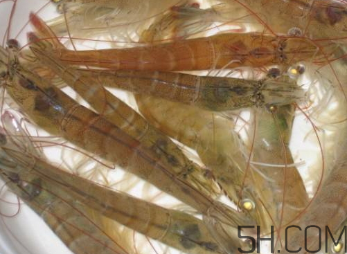 河蝦為什么不好養(yǎng)活？河蝦怎么養(yǎng)？