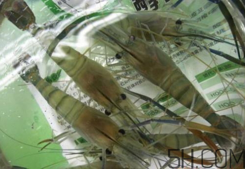 河蝦為什么不好養(yǎng)活？河蝦怎么養(yǎng)？