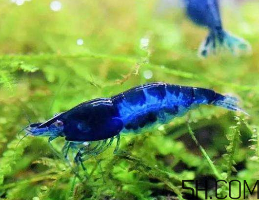 蝦為什么是藍色的蝦？蝦藍色可以吃嗎？