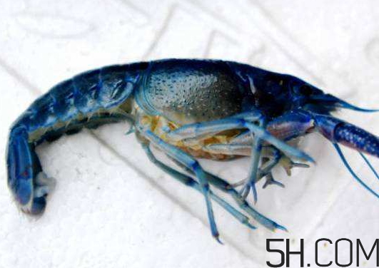 蝦為什么是藍色的蝦？蝦藍色可以吃嗎？