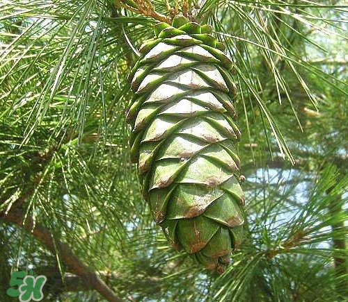 松籽是什么樹結(jié)的？松子還是松籽？