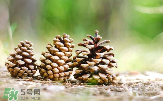 松子靠什么傳播種子的？松子是什么樹的果實(shí)