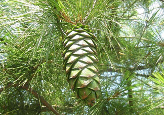 松籽是什么樹結(jié)的？松子還是松籽？