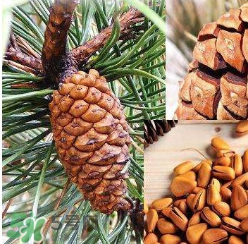 松籽是什么樹結(jié)的？松子還是松籽？