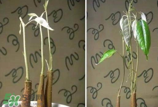 榴蓮籽能種嗎？榴蓮籽怎么種小盆栽？