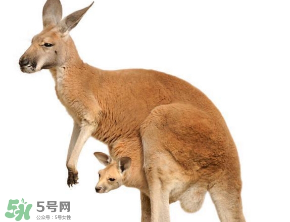 袋鼠是老鼠嗎？袋鼠肉好吃嗎