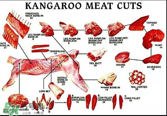 袋鼠是老鼠嗎？袋鼠肉好吃嗎