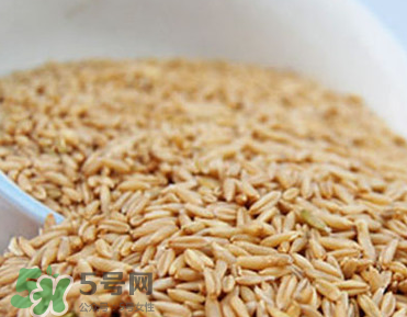 燕麥容易過敏嗎？燕麥容易過敏嗎？