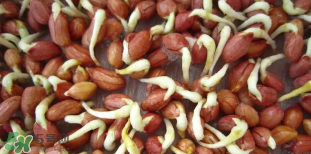 什么樣的花生適合發(fā)芽？花生的食用方法