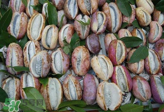 八月炸哪里有？八月炸可以人工種植嗎