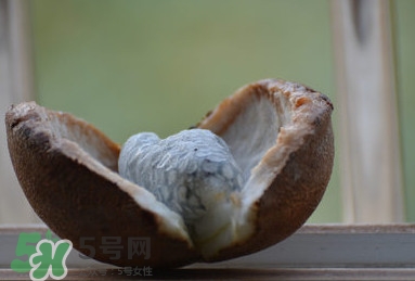 八月炸適合哪里種植？八月炸作用和功效是什么