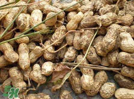 花生減肥是生吃好還是熟吃好?花生的多種烹飪方法 花生減肥是生吃好還是熟吃好?花生的多種烹飪方法