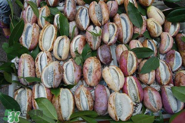 八月炸怎么吃法?八月炸的吃法 八月炸怎么吃法?八月炸的吃法