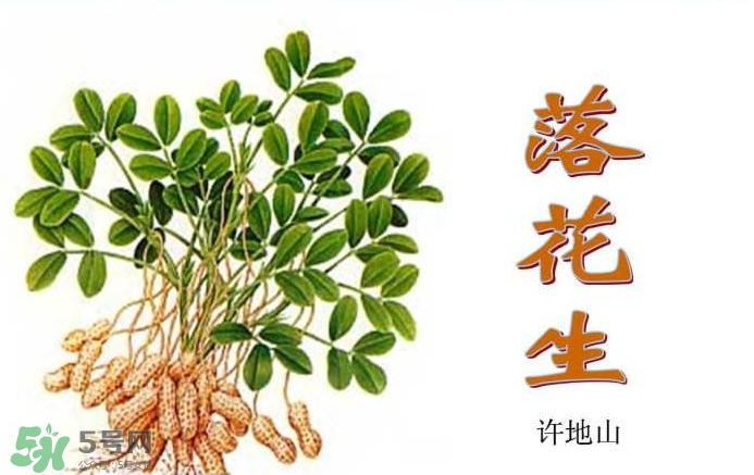 落花生是什么？關(guān)于花生的分解