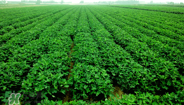 花生有哪些種類型？花生怎么栽培管理？