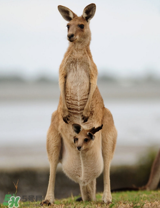袋鼠是老鼠嗎？袋鼠肉好吃嗎