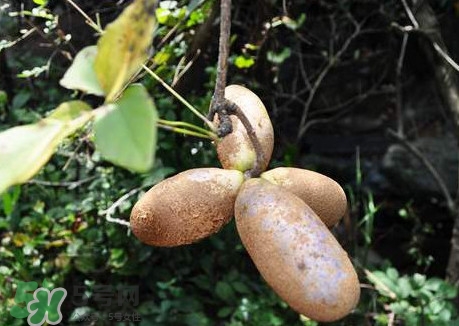 預(yù)知子是什么？預(yù)知子中藥能治什么病