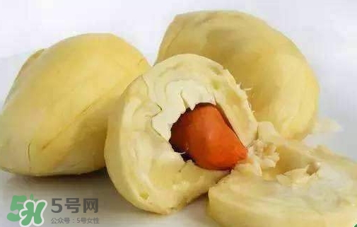 榴蓮籽能種嗎？榴蓮籽怎么種小盆栽？