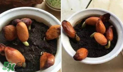 榴蓮籽能種嗎？榴蓮籽怎么種小盆栽？