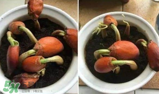 榴蓮籽能種嗎？榴蓮籽怎么種小盆栽？