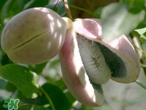 八月炸和八月扎有區(qū)別嗎？八月炸能泡酒嗎