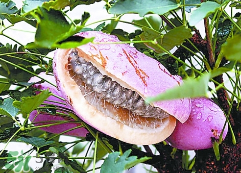 八月炸哪里有？八月炸可以人工種植嗎