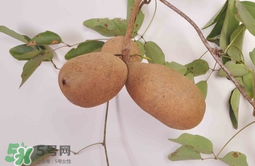 八月炸果為什么種的人少？八月炸可以放多久