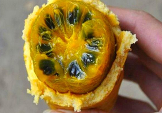 八月炸適合哪里種植？八月炸作用和功效是什么