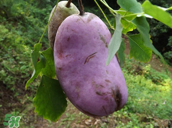 預(yù)知子是什么？預(yù)知子中藥能治什么病