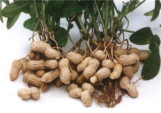 落花生是什么？關于花生的分解