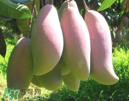 芒果有哪些品種？哪種芒果最好吃？