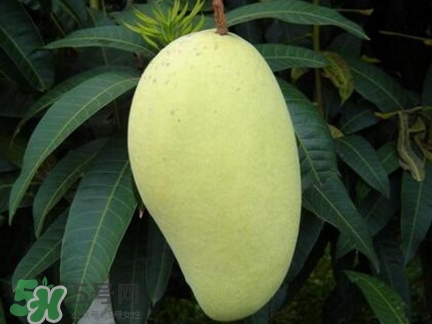 芒果有哪些品種？哪種芒果最好吃？