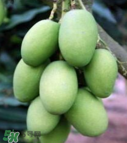 芒果有哪些品種？哪種芒果最好吃？