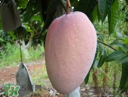 芒果有哪些品種？哪種芒果最好吃？